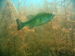 Largemouth bass in the Boulder islands. This bass followe... by Jon Justice 